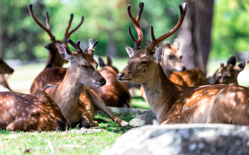 Veados livres no Nara Park em Nara, Japão